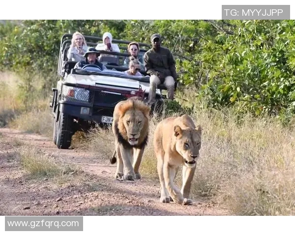 金士顿市与布林狮子激战正酣谁能在这场较量中胜出